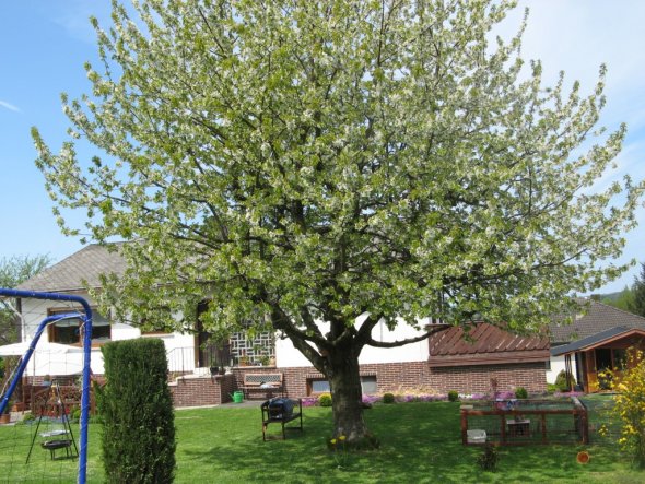 Blühender Kirschbaum mit Blick aufs Haus. Freue mich schon auf die leckeren Kirschen...