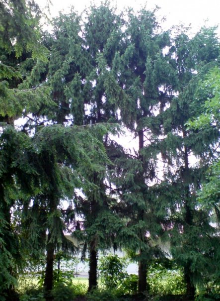 ... 22 dieser nadelnden Bäume stehen bei uns im Garten herum :-(