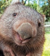 Zimmerschauerin Wombat