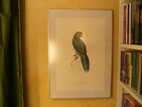 Ich bin gerade ganz verrückt nach den Papageiengrafiken von Edward Lear - hier eine davon. (Reprint natürlich! :-))