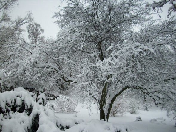 Garten 'Winterlandschaft'