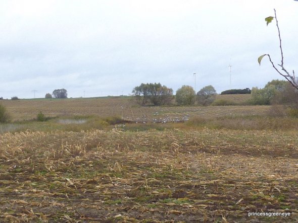 das Bild ist noch aus dem letzten Herbst - hier haben sich 100erte von Kranichen und Wildgänsen über ein abgeerntetes Feld hergemacht