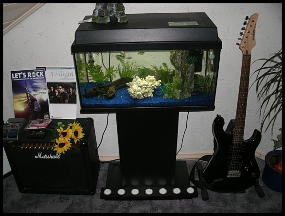 das kleine Aquarium ist nun auch im Wohnzimmer