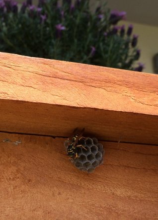 2 Wespen bauten fleissig an der Behausung - musste sie leider meines Balkones verweisen.