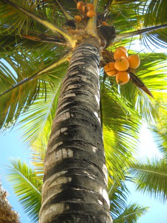Unsere Ankunft in der Dominikanische Republik und unser erster Blick zu einer Kokospalme.